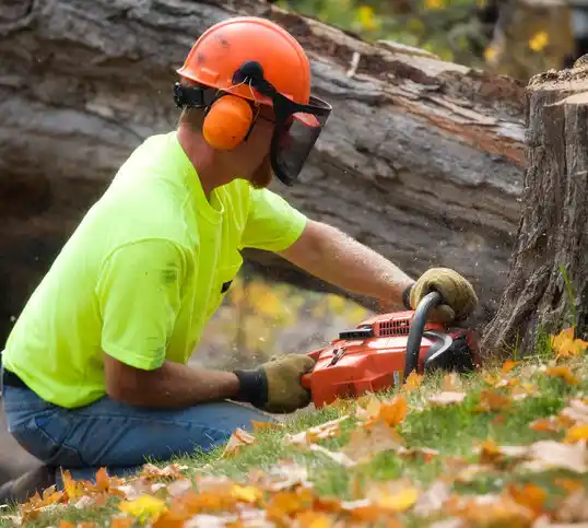 tree services East Kingston